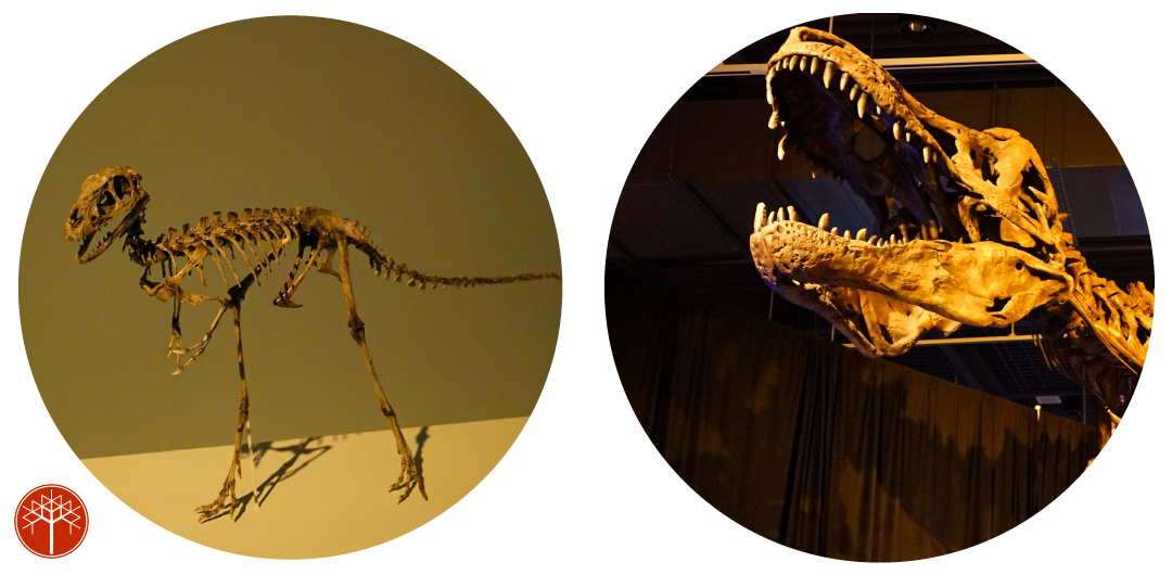 Image of Dilong paradoxus and T-rex fossils from the Tyrannosaurs: Meet The Family exhibition.